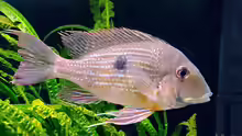 Geophagus