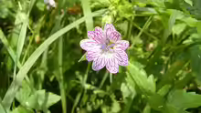 Geranium versicolor