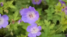 Geranium wallichianum