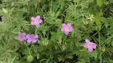Geranium wlassovianum