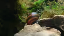 Geweihschnecke rot-braun