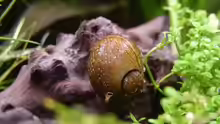 Geweihschnecke