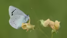 Glaucopsyche alexis