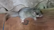 Glis glis