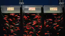 Glofish