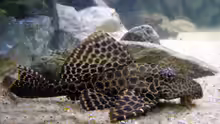 Glyptoperichthys gibbiceps