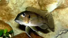 Gnathochromis permaxillaris