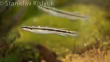 Gobiocichla