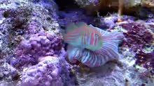 Gobiodon histrio