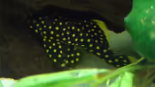 Baryancistrus xanthellus