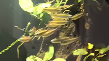 Phenacogrammus aurantiacus