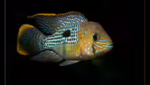 Goldsaumbuntbarsch