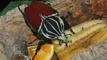Goliathus goliatus