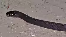 Gonionotophis capensis