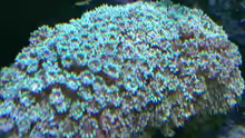 Goniopora grün/gelb
