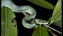 Gonyosoma frenatum