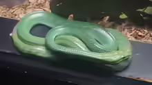 Gonyosoma prasinum