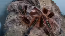 Grammostola rosea