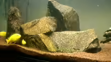 Granit