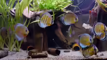 Symphysodon