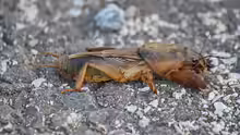 Gryllotalpa gryllotalpa
