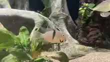 Guianacara owroewefi