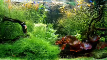 Guppy Tank