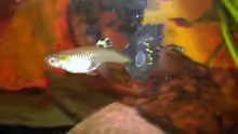 Guppy Weibchen