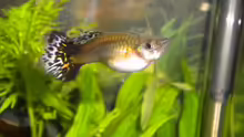 Guppy Weibchen
