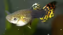 Guppy-Weibchen