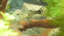 Guppy