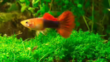 Guppy