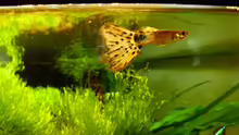 Guppy2