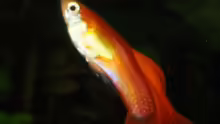 Guppymännchen springt