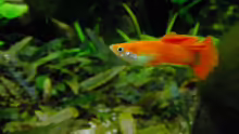 Guppymännchen