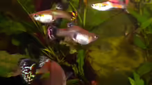 Guppy´s