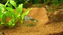 Guppys