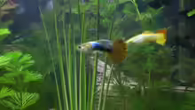 Guppys