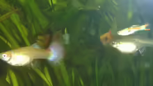 Guppys