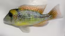 Gymnogeophagus gymnogenys
