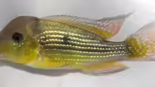 Gymnogeophagus tiraparae