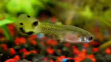 Halbwüchsige Guppy Dame