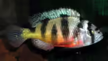 Haplochromis latifasciatus