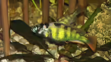 Haplochromis nyererei 