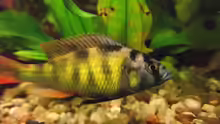 Haplochromis nyererei 