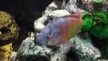 Haplochromis sp. thick skin