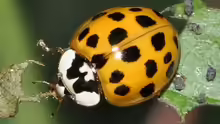 Harmonia axyridis