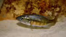 Harpagochromis Maennchen 17.03.10