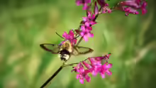 Hemaris fuciformis