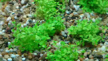 Hemianthus callitrichoides Cuba
